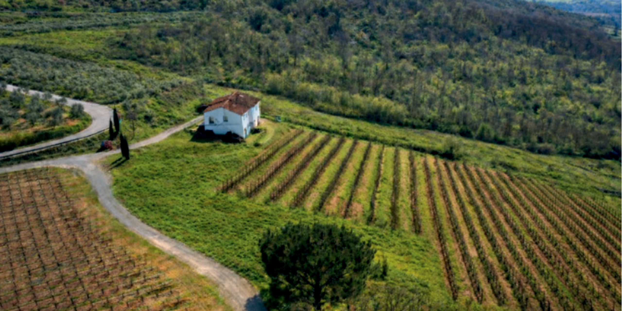 agricole selvi azienda agricola premium